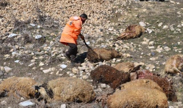 Muş'ta besicinin 80 koyunu telef oldu