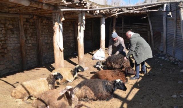Muş'ta besicinin 80 koyunu telef oldu