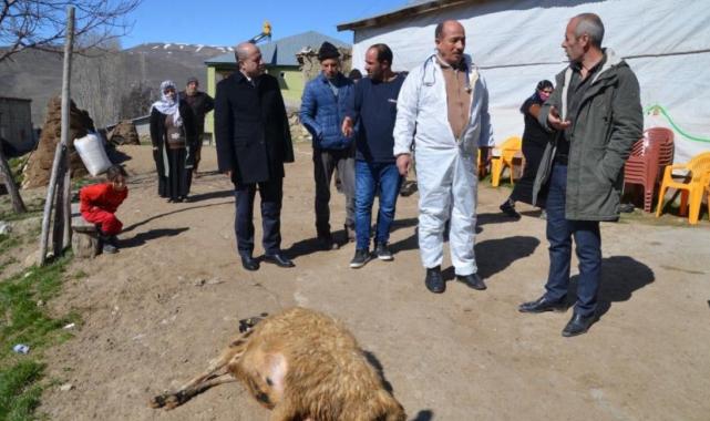 Muş'ta besicinin 80 koyunu telef oldu