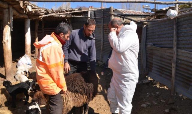Muş'ta besicinin 80 koyunu telef oldu