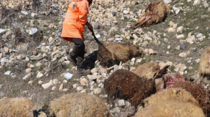 Muş&#039;ta besicinin 80 koyunu telef oldu