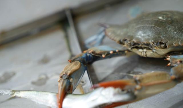 Popülasyonu arttı! Karadeniz'de 'mavi yengeç' tehlikesi