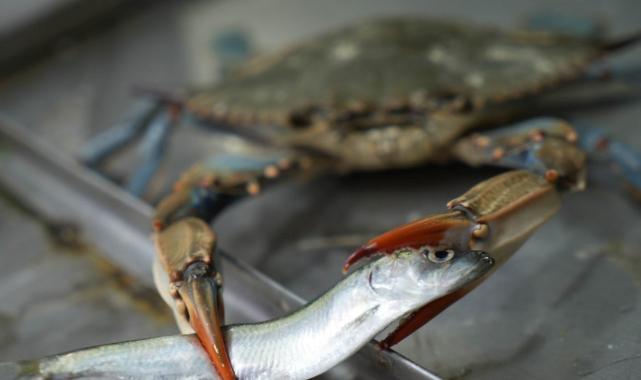 Popülasyonu arttı! Karadeniz'de 'mavi yengeç' tehlikesi