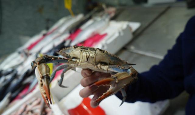 Popülasyonu arttı! Karadeniz'de 'mavi yengeç' tehlikesi