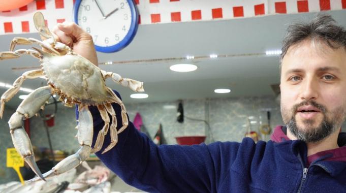 Popülasyonu arttı! Karadeniz&#039;de &#039;mavi yengeç&#039; tehlikesi