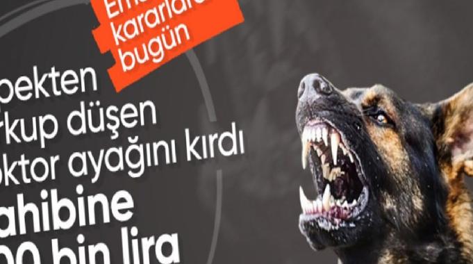 Samsun'da köpekten korkup düşen doktor ayağını kırdı: Mahkeme sahibine 700 bin TL'ye yakın ceza verdi