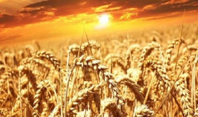 11-15 Mart haftası tarım ürünleri piyasası