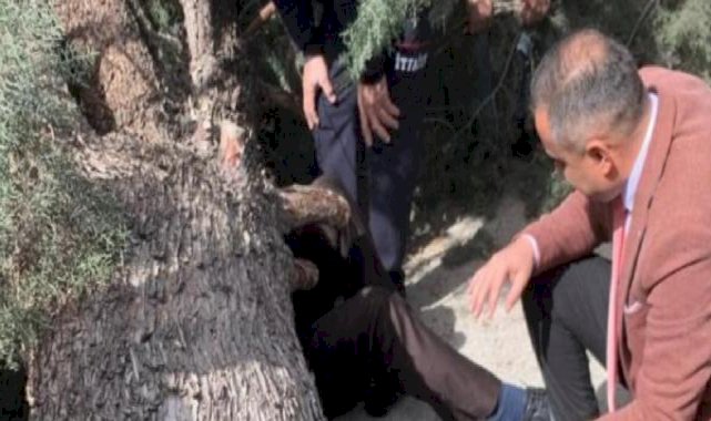 Burdur'da belediye başkan adayı ve oğlunun üzerine ağaç devrildi