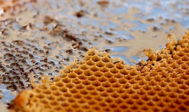 Doğu Karadeniz'den iki ayda 5,1 milyon dolarlık bal ihracatı