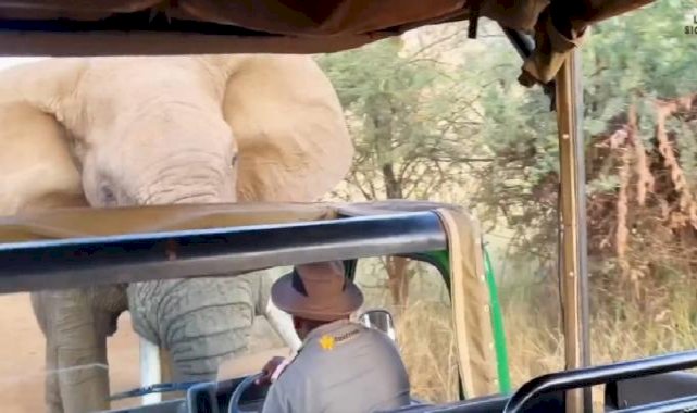 Güney Afrika'da fil, turistlerle dolu safari aracına saldırdı
