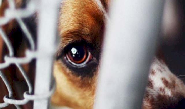 Hayvana şiddet vicdanı zedeliyor!