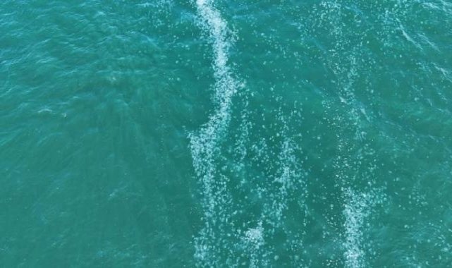 Marmara Denizi’nde denizanası istilası! Sebebi deniz kirliliği