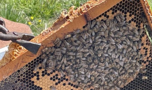 Mevsim değişikliği arıcılığa zarar verdi! Kış yaşanmayınca arıların ömrü kısaldı