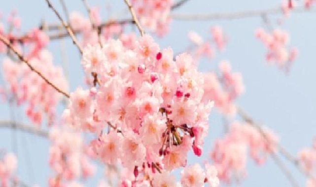 Siyasilerden Nevruz Bayramı mesajı