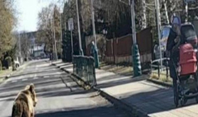 Slovakya'da ayı saldırısı: 2 kişi yaralandı