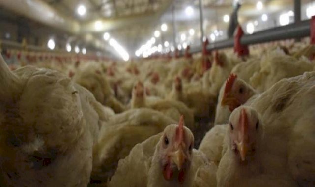 Türkiye'de tavuk eti üretimi yüzde 6 arttı