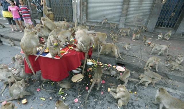 Tayland'da şehri istila eden maymunlar toplatılıyor