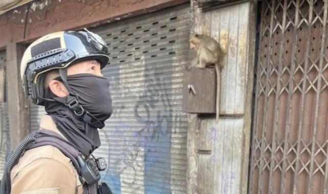 Tayland'da şehri istila eden maymunlar toplatılıyor