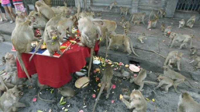 Tayland&#039;da şehri istila eden maymunlar toplatılıyor
