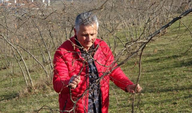 Trabzon'da üreticiler tedirgin: Hava sıcaklıkları fındık verimini düşürebilir