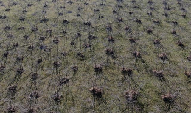 Trabzon'da üreticiler tedirgin: Hava sıcaklıkları fındık verimini düşürebilir
