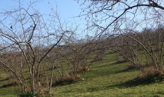 Trabzon'da üreticiler tedirgin: Hava sıcaklıkları fındık verimini düşürebilir