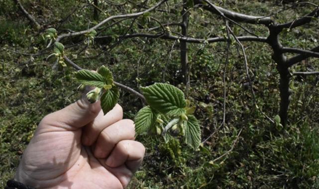 Yaşlı fındık bahçeleri gençleşiyor! Daha çok ürün daha fazla kazanç