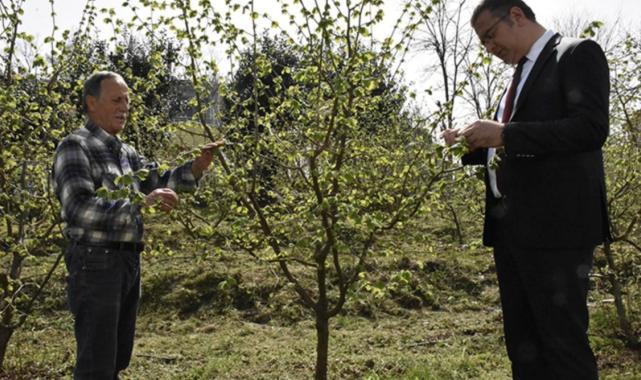Yaşlı fındık bahçeleri gençleşiyor! Daha çok ürün daha fazla kazanç