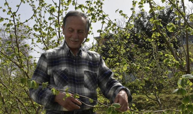 Yaşlı fındık bahçeleri gençleşiyor! Daha çok ürün daha fazla kazanç