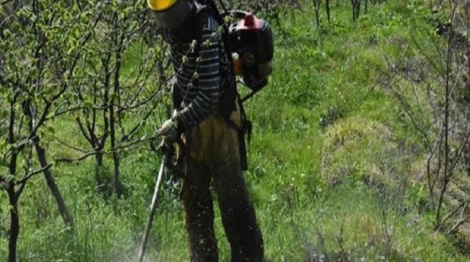 Yaşlı fındık bahçeleri gençleşiyor! Daha çok ürün daha fazla kazanç