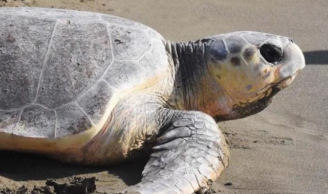Zanzibar'da deniz kaplumbağası yiyen 9 kişi hayatını kaybetti