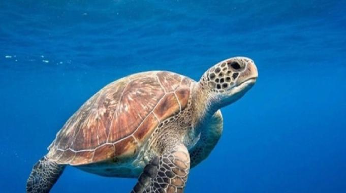 Zanzibar&#039;da deniz kaplumbağası yiyen 9 kişi hayatını kaybetti