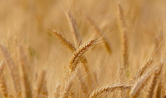 15-19 Nisan haftası tarım ürünleri piyasası