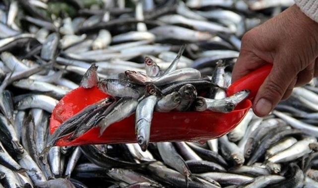 2023-2024 balıkçılık av sezonu 15 Nisan'da bitiyor