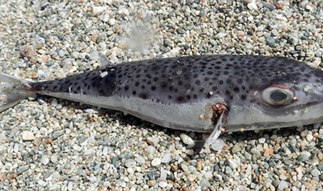 Balon balığı avlayana, türüne göre adet başına 10 ya da 25 lira ödül var