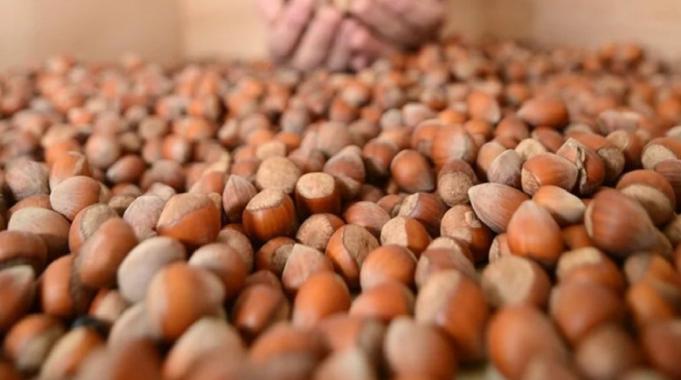 Fiyatlar belli oldu! TMO kabuklu fındık satışına başlıyor