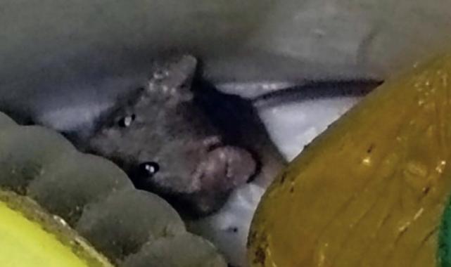 Hatay'da havalar ısınınca konteynerlerde sinek ve haşere sorunu başladı