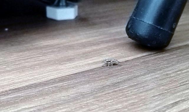 Hatay'da havalar ısınınca konteynerlerde sinek ve haşere sorunu başladı