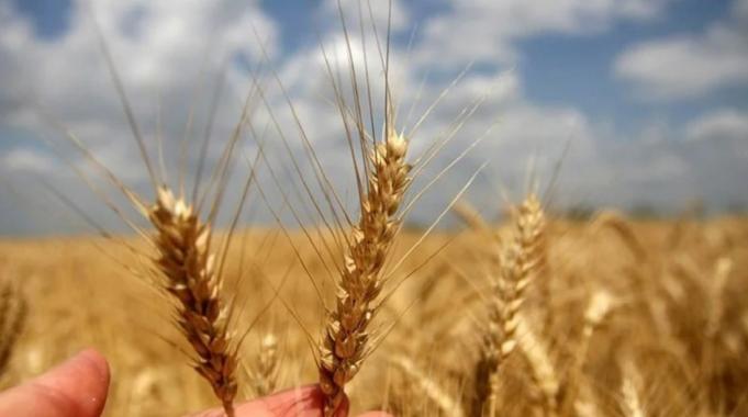 İbrahim Yumaklı: TMO yeni hasat sezonuna hazır