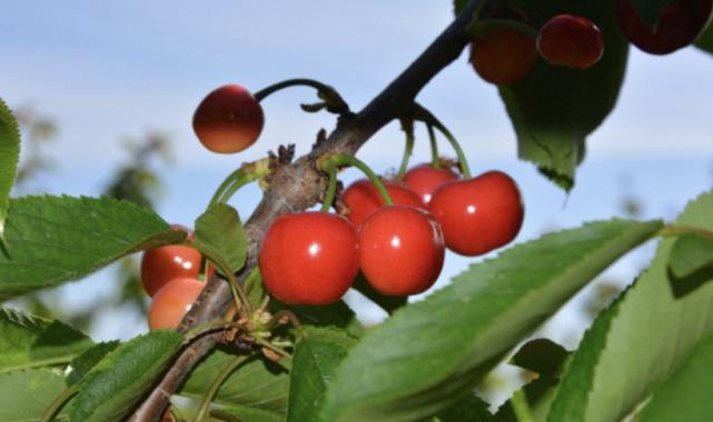 Kiraz ihracatında hedef 300 milyon dolar