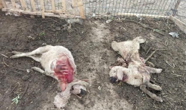 Kırşehir'de kurtlar, 25 koyunu telef etti