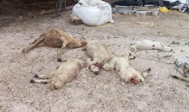 Kırşehir'de kurtlar, 25 koyunu telef etti