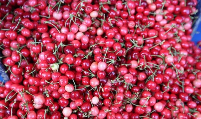 Manisa'da sezonun ilk kiraz hasadı yapıldı! Kilosu 2 bin liradan satıldı