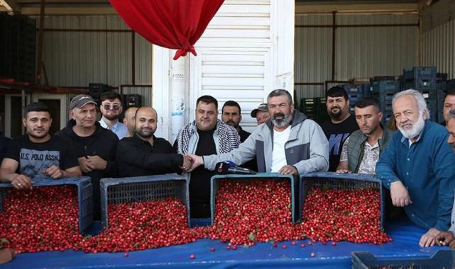 Manisa'da sezonun ilk kiraz hasadı yapıldı! Kilosu 2 bin liradan satıldı