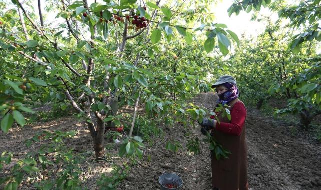 Manisa'da sezonun ilk kiraz hasadı yapıldı! Kilosu 2 bin liradan satıldı