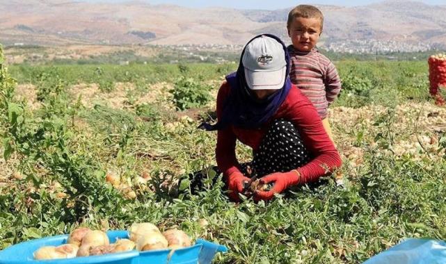 Mevsimlik tarım işçilerinin çalışma koşulları iyileştirilecek