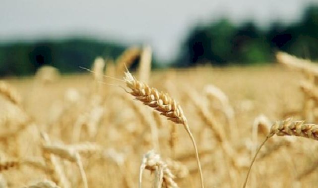 1-5 Nisan haftası tarım ürünleri piyasası