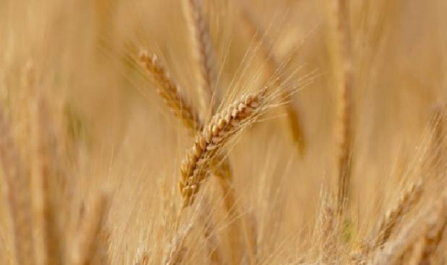 15-19 Nisan haftası tarım ürünleri piyasası