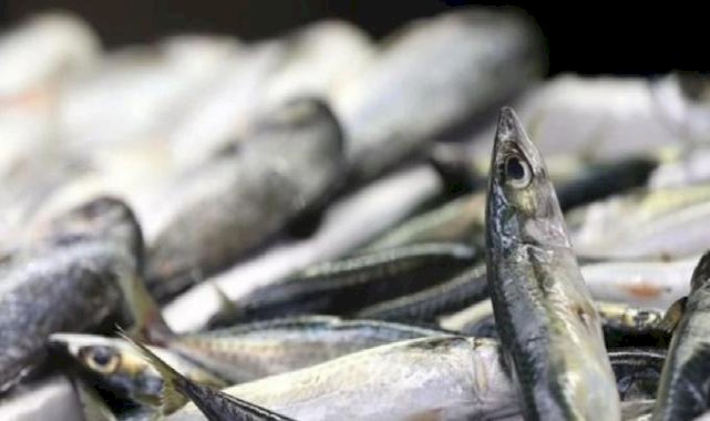 Balıkçılıkta av sezonu sona erdi: Yasak başladı