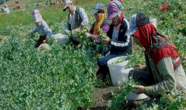 Gaziantep'te 10 bin dönümde bezelye hasadı başladı
